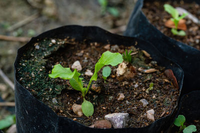 Close-up of plant growing on field