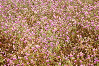 Close-up of pink flowering plants on field