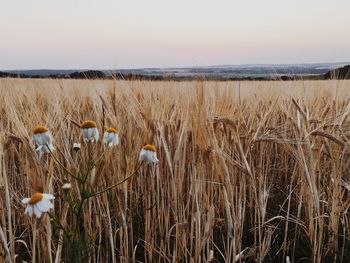 Crops growing on field against sky