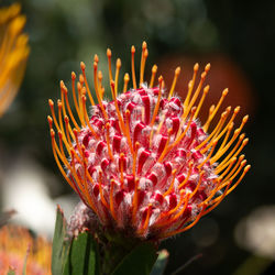 Close-up of red flower