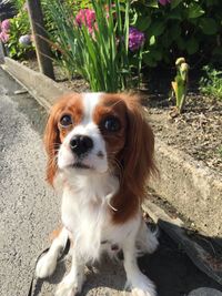 Portrait of dog on footpath