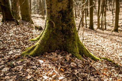 Close-up of moss growing on tree trunk