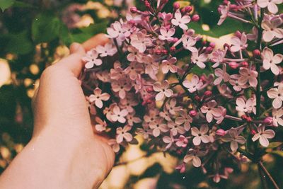 Close-up of woman hand on flowers