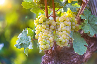 Close-up of grapes growing in vineyard