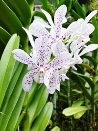 Close-up of purple flowers