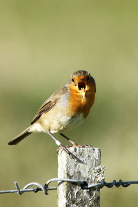 Close-up of bird perching on wooden post