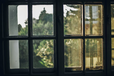 Tree seen through glass window