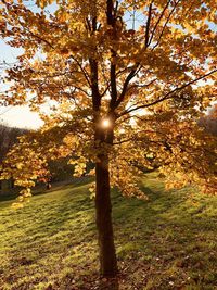 Sunlight streaming through trees on field during autumn