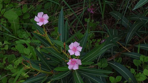 High angle view of pink flowers blooming on field