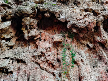 Full frame shot of tree trunk