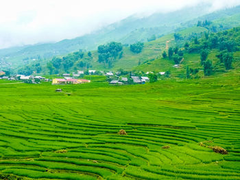 Scenic view of agricultural field against sky