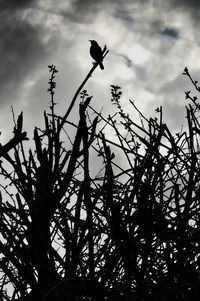 Low angle view of silhouette plants against sky