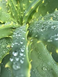 Close-up of wet leaves