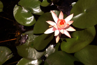 Close-up of pink lotus water lily in pond