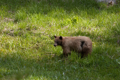 Side view of sheep on field