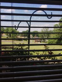 Reflection of trees on glass