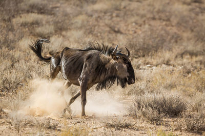 Side view of horse on field