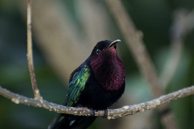 Close-up of bird perching on branch