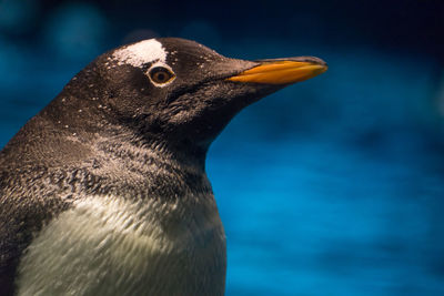 Close-up of penguin outdoors