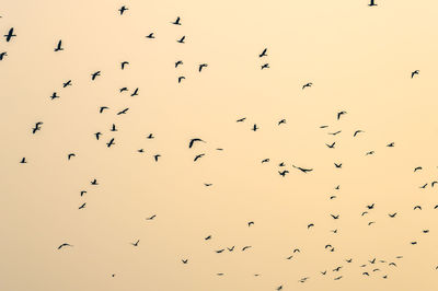 Low angle view of birds flying in the sky