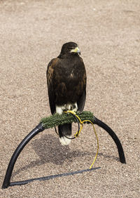 Harris hawk perching outdoors