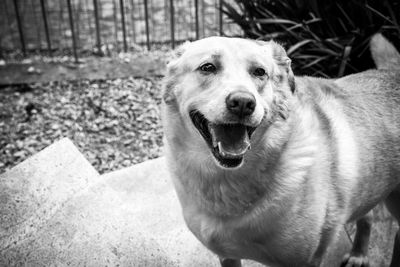 Close-up portrait of dog
