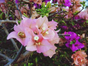 Close-up of pink flowers blooming outdoors