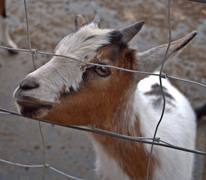 Close-up of a horse