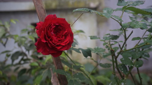 Close-up of red rose blooming outdoors