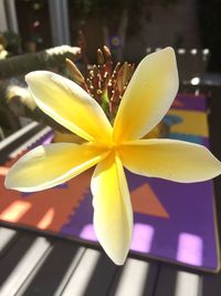 Close-up of frangipani on table