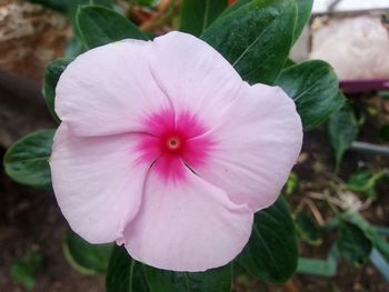 Close-up of flower blooming outdoors