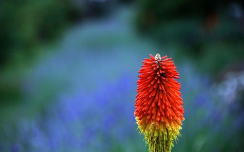 Close-up of multi colored flower