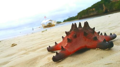 View of crab on beach against sky