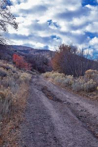 Road amidst plants and trees against sky