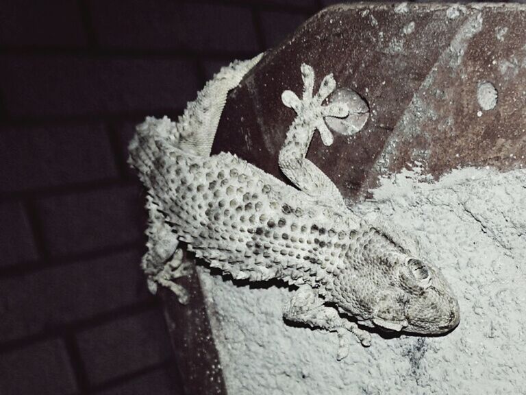 CLOSE-UP OF IGUANA