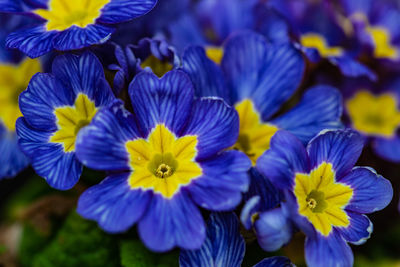 Close-up of purple flowering plants