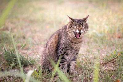 Beautiful tabby cat yawning in a meadow