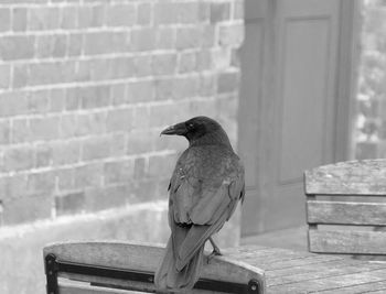 Bird perching on chair at table by wall