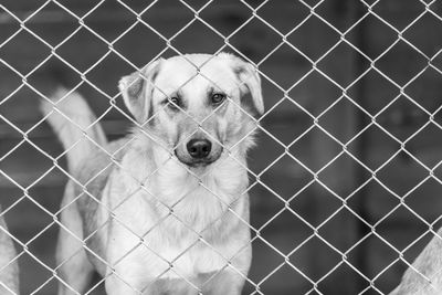 Portrait of dog seen through chainlink fence