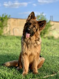 View of a dog sitting on field