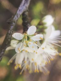 Close-up of white cherry blossom