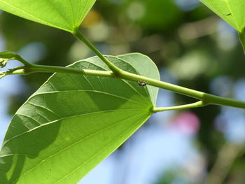 Close-up of insect on plant