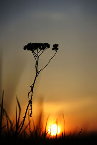 Close-up of silhouette plant on field against sky during sunset