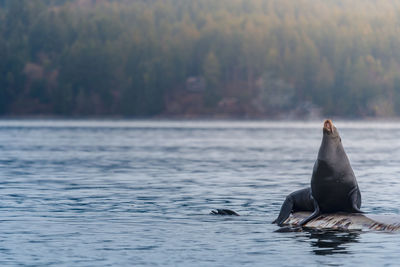 Close-up of sea lion swimming in sea