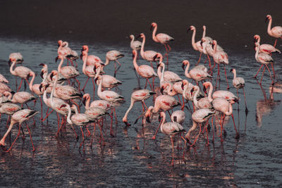 Flamingos perching on lake