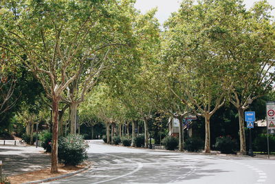 Road amidst trees in city