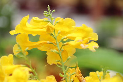 Close-up of yellow flowering plant