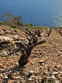 High angle view of stones on beach