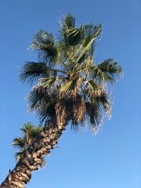 Low angle view of coconut palm tree against clear blue sky