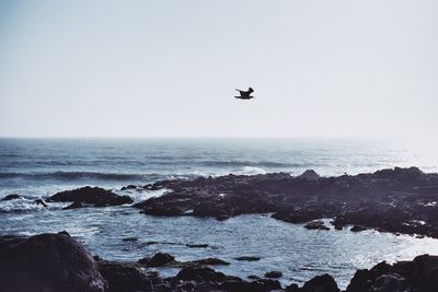 Silhouette bird flying over sea against clear sky